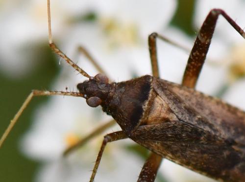 Phytocoris sp.